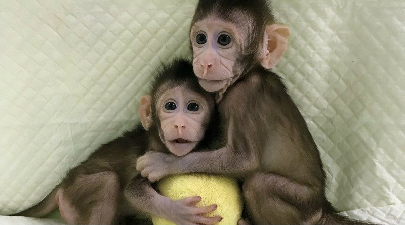 Клонированные обезьяны | Фото: Global News