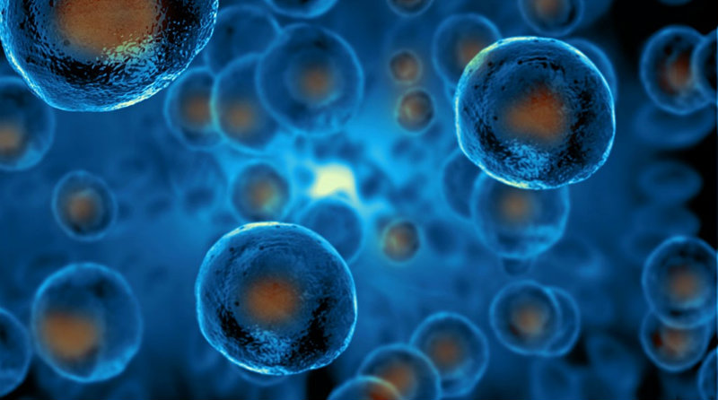 Стволовые клетки | Фото: stanford