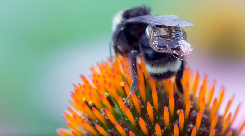 Пчела с чипом | Фото: Engadget