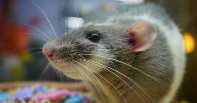 Крыса | Фото: minutemediacdn