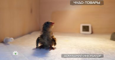 Кто вылупился в домашнем инкубаторе?