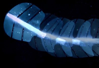 Робот-скат размером с таблетку: ультразвук меняет медицину