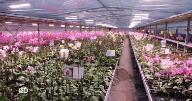 anons-programmy-chudo-tehniki-na-8-marta-2026