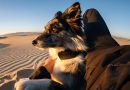 oshejnik-dlya-sobak-fi-ultra Ошейник для собак Fi Ultra со спутниковой связью Starlink
