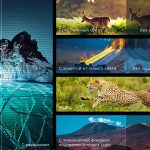 Televizor_TCL4